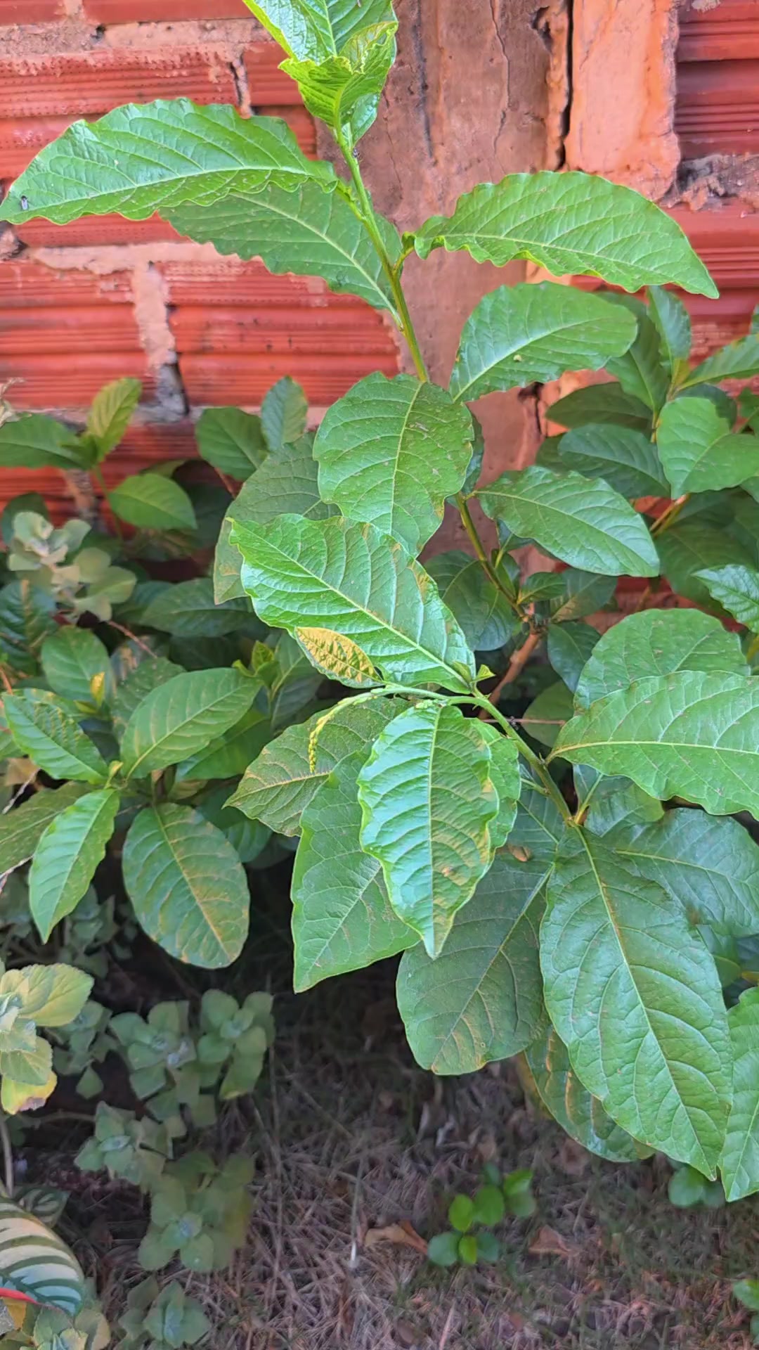 @Dicas e Receitas Naturais