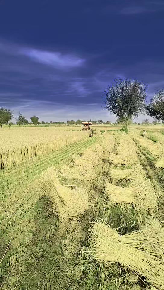 @حافظ ظہیر احمد مدنی