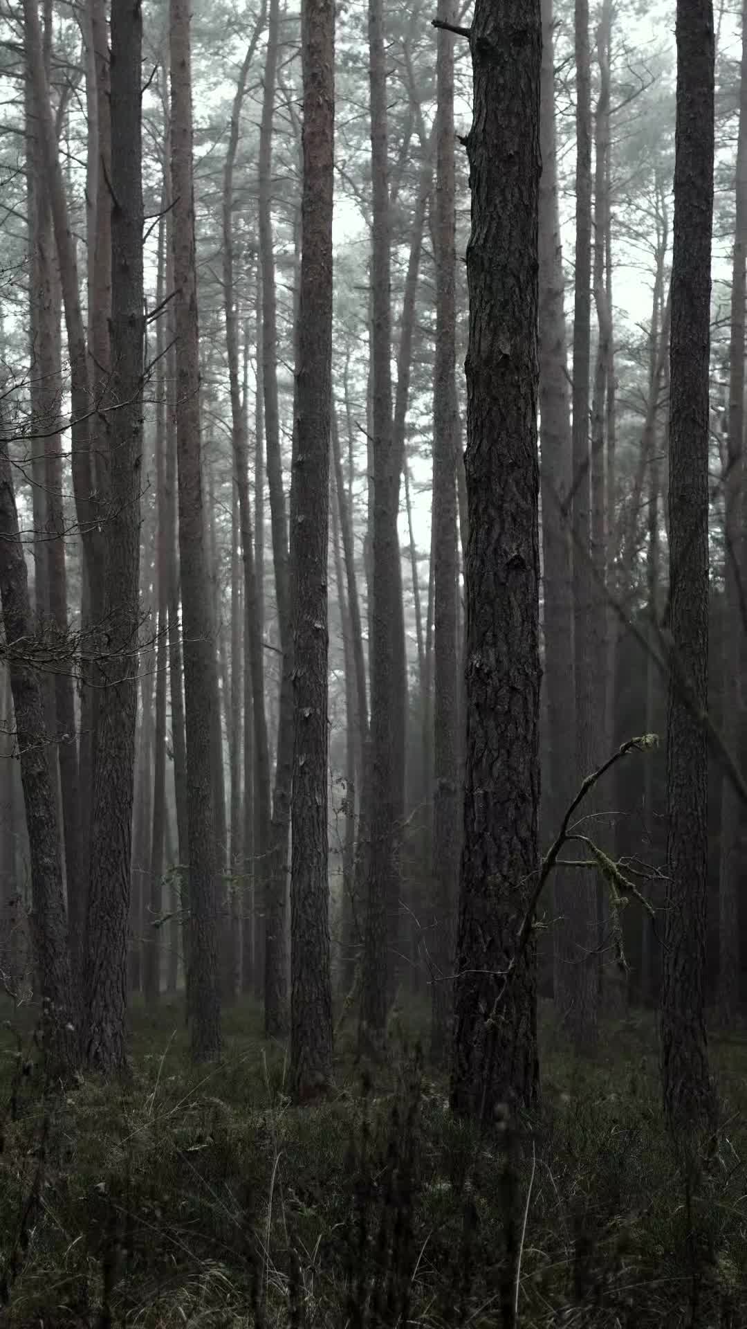 @TreeTales