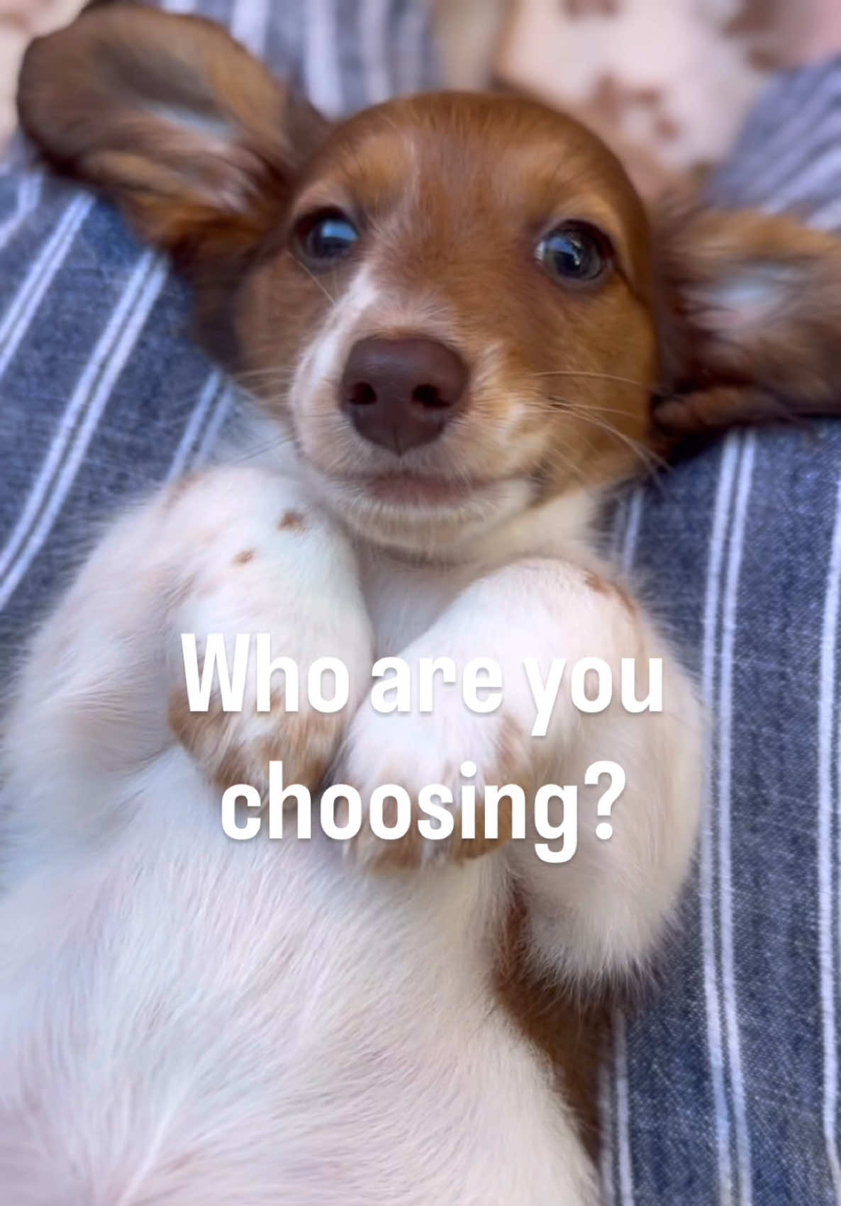 @ONATAH Dachshunds