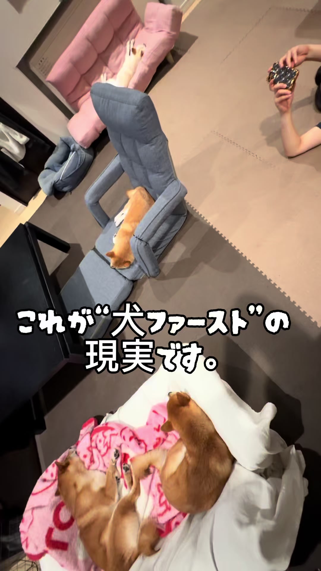 @こまめとしばーず🐾