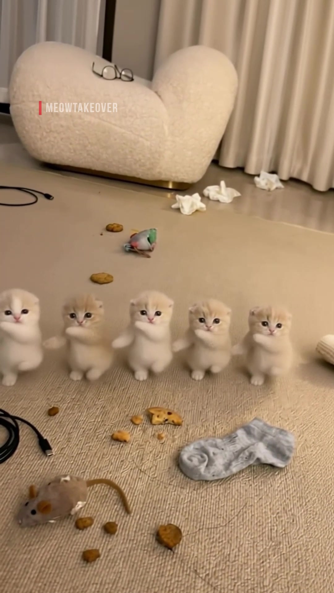 @meowtakeover