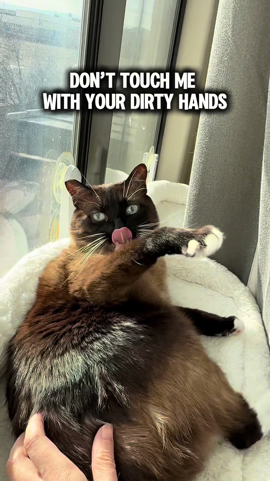 @SinCity_cats