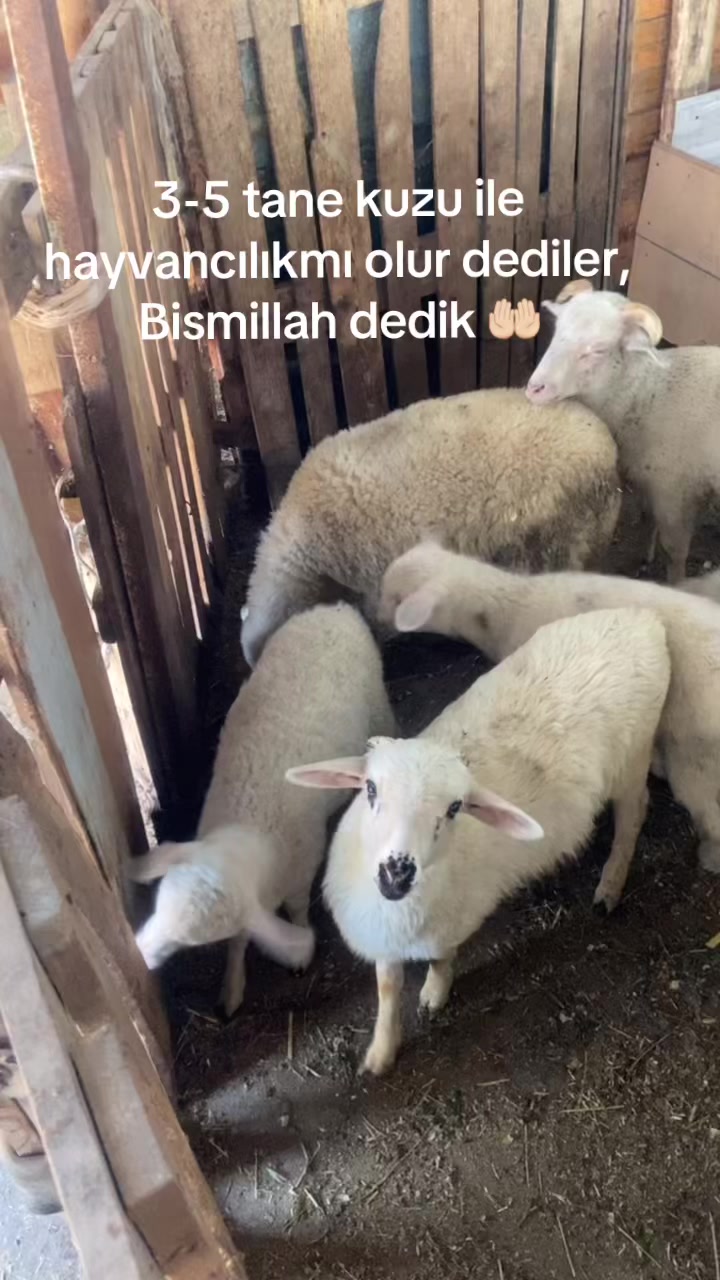 @CANER _ATSAN