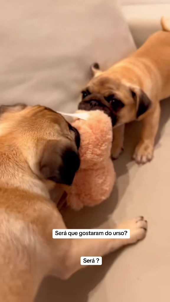 @pugSofyHarry