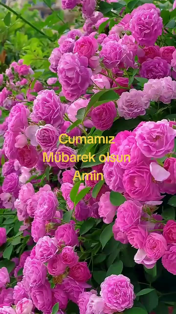 @Həsənova