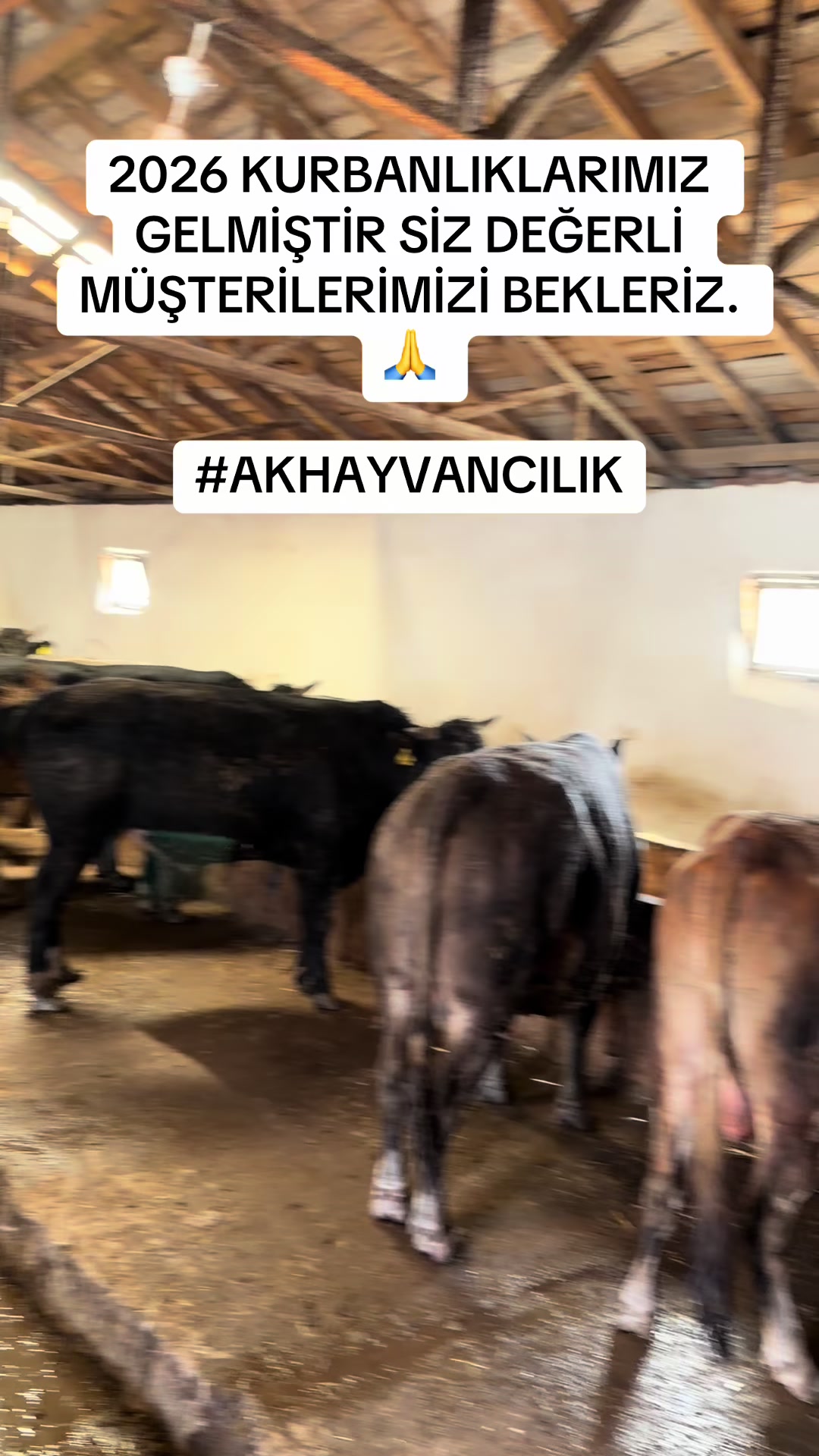 @AK HAYVANCILIK