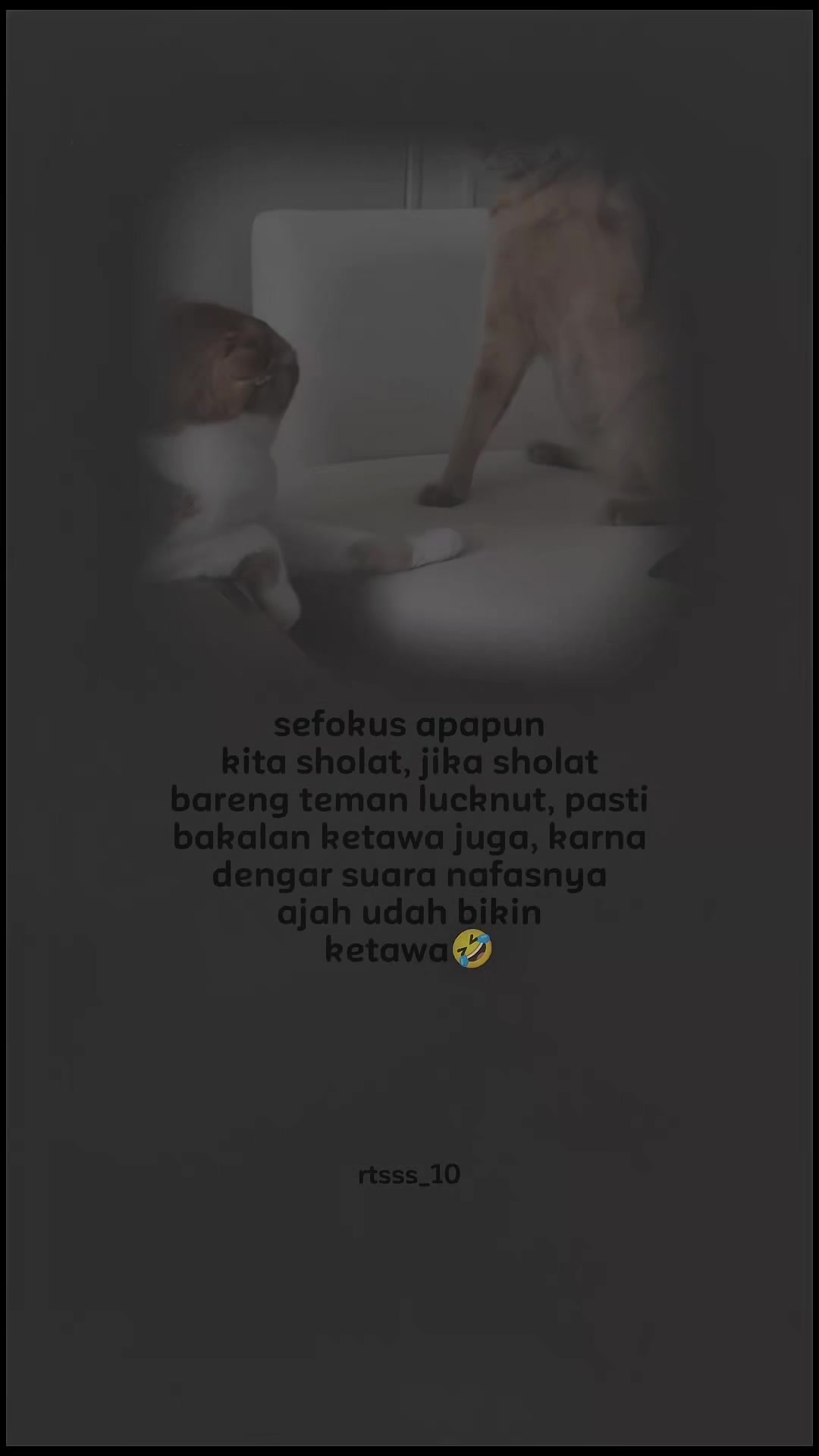 @ratsss