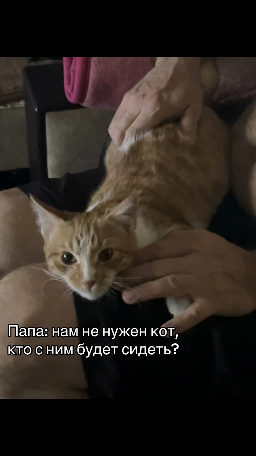 @Пшеница