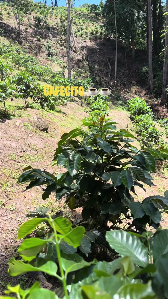 @Halcon de la sierra