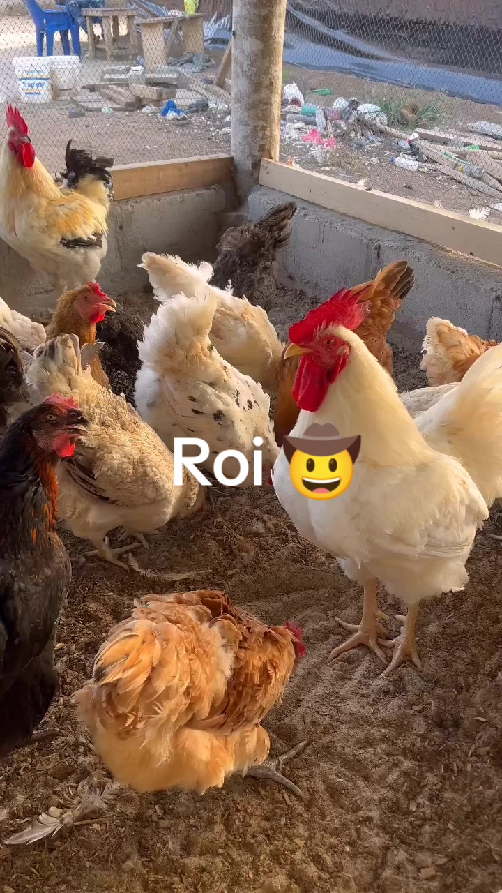 @NDIAYE-BREEDING 🐔