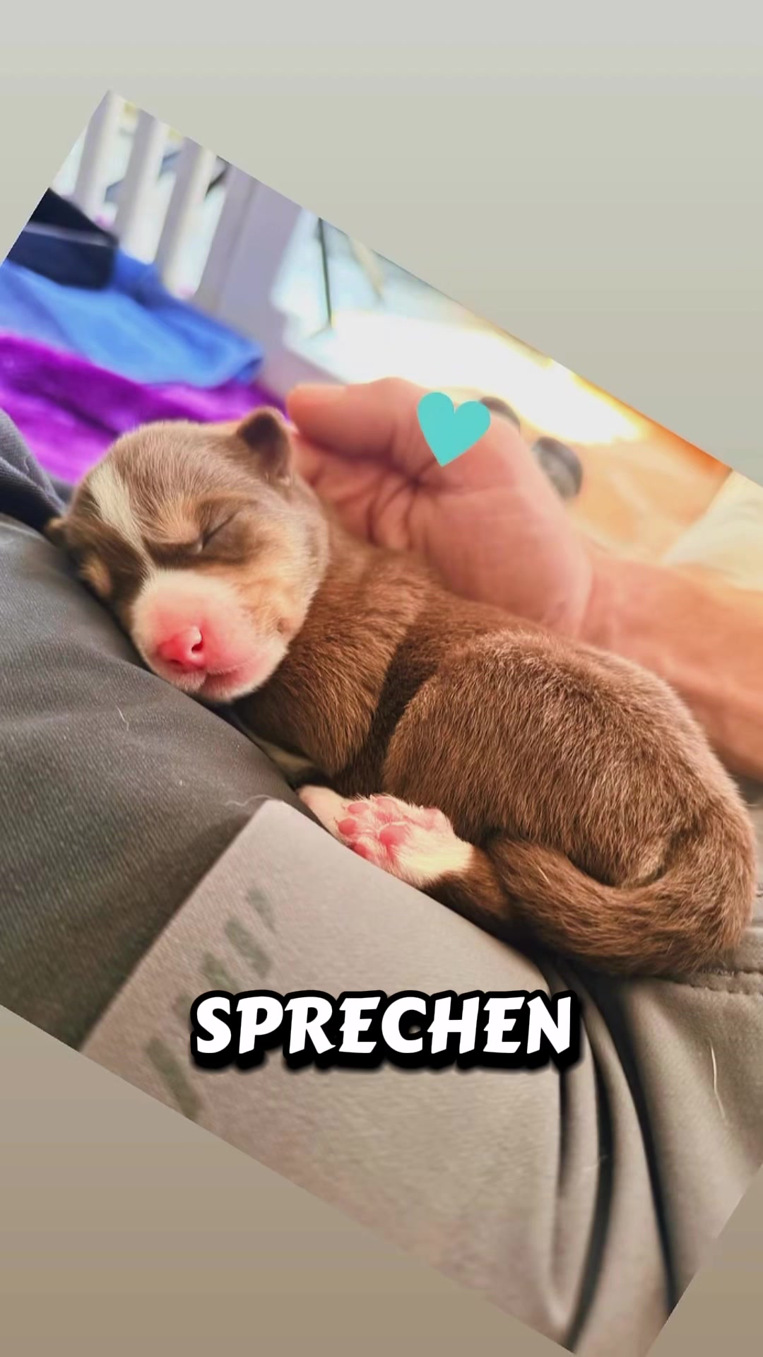 @Mylo_wird_zum_Assistenzhund