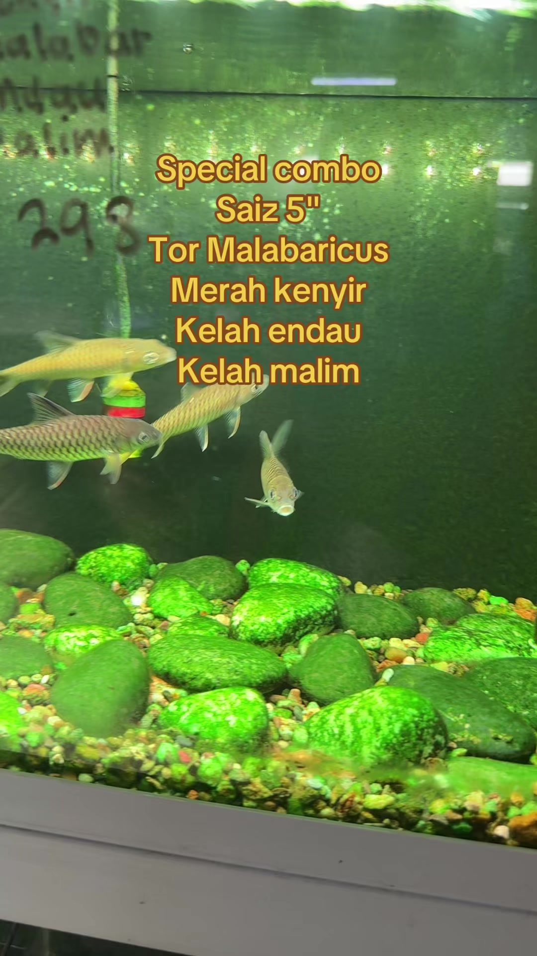 @Din_BB Aquatic