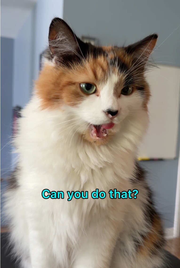 @The Oreo Cat
