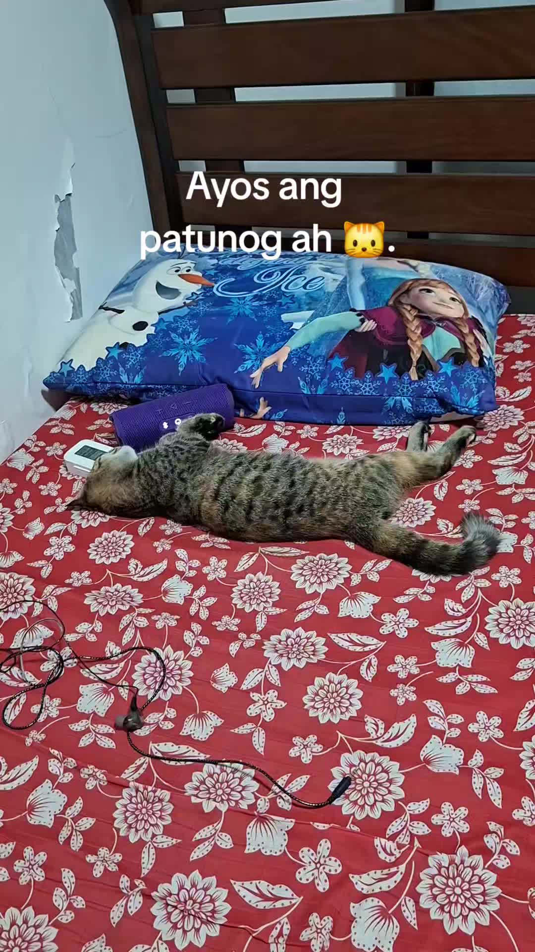 @ThePorceloFam&Pets