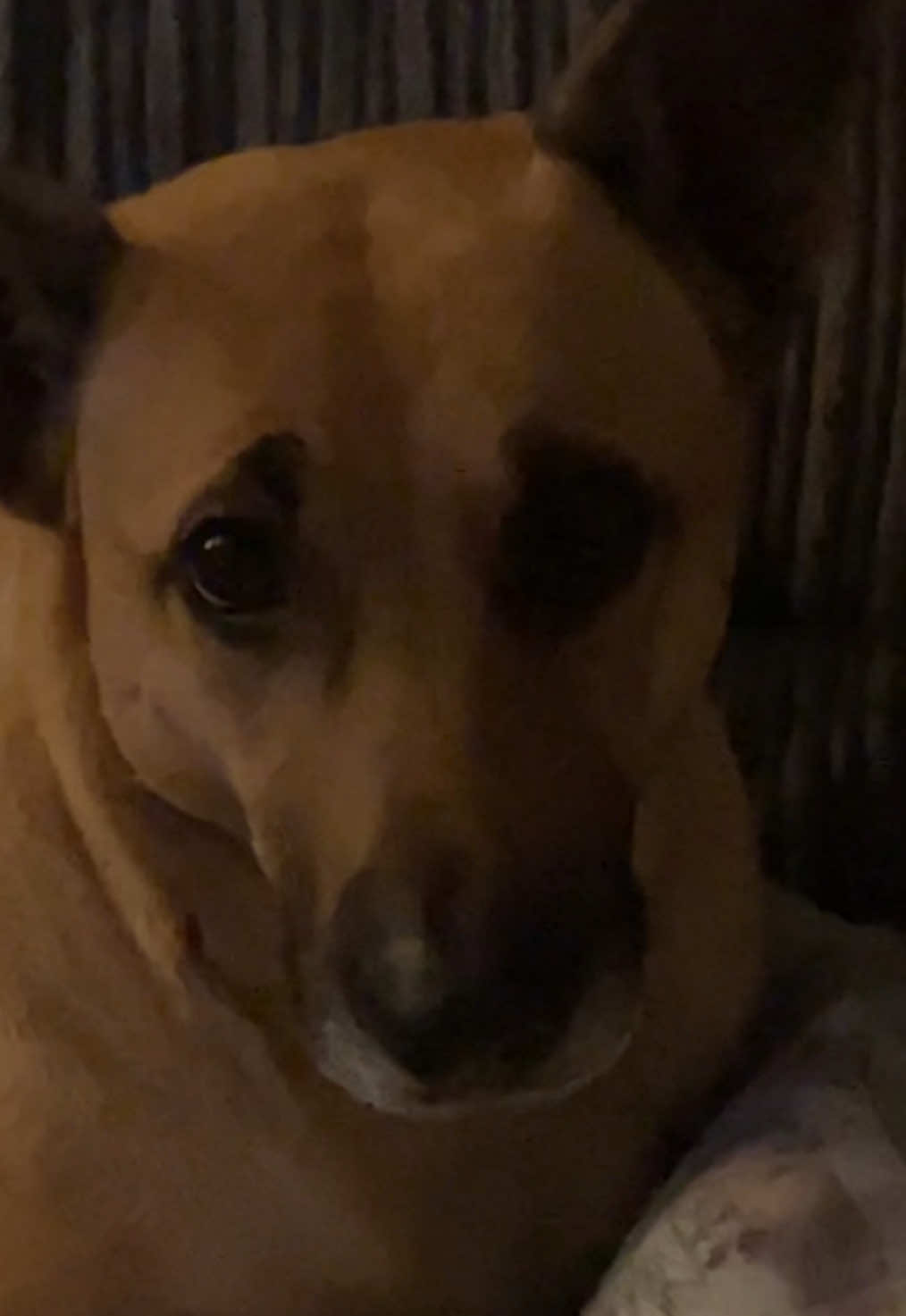 @Roxie the Dog🩷🐶🐾