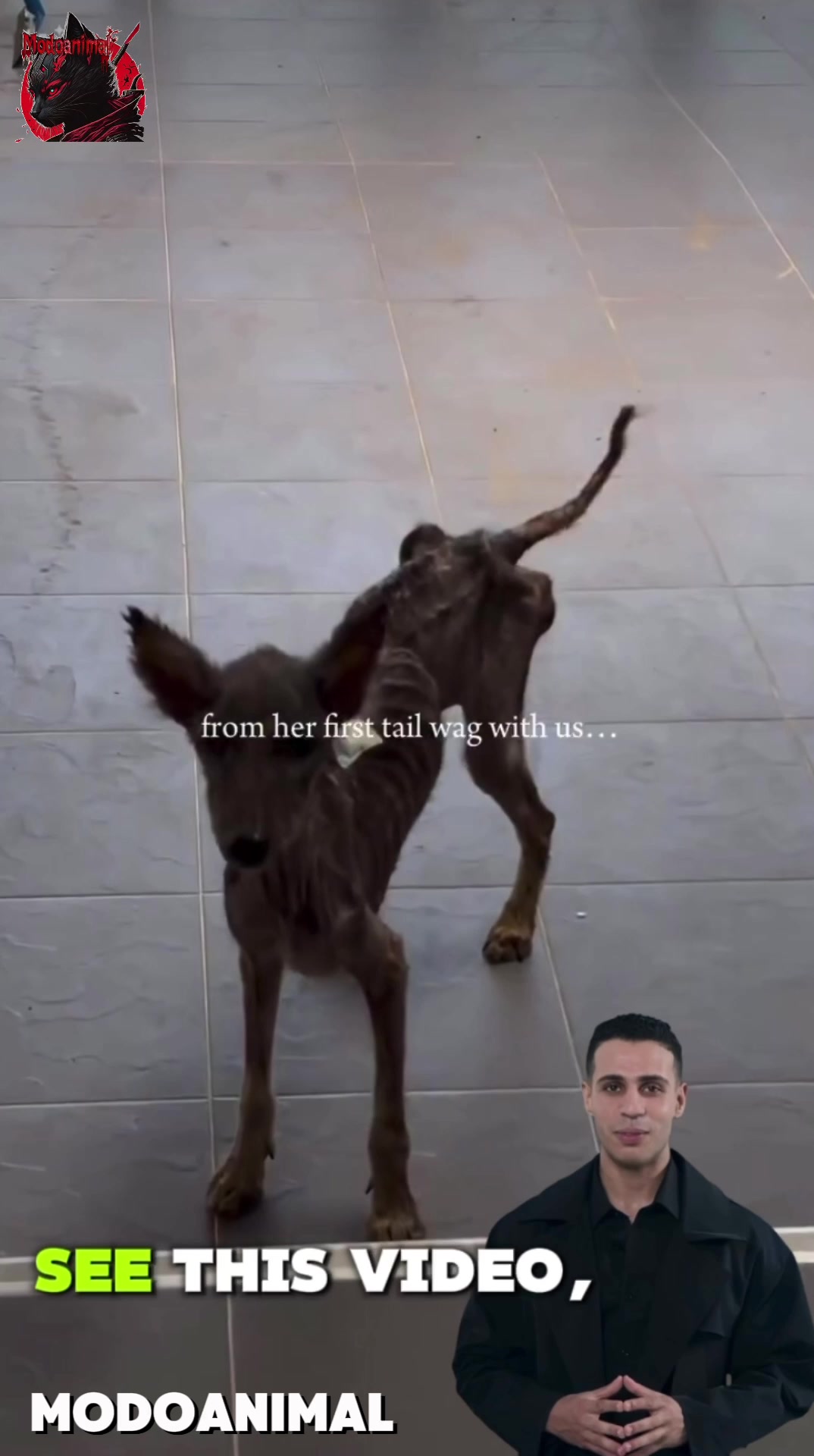 @Modoanimal