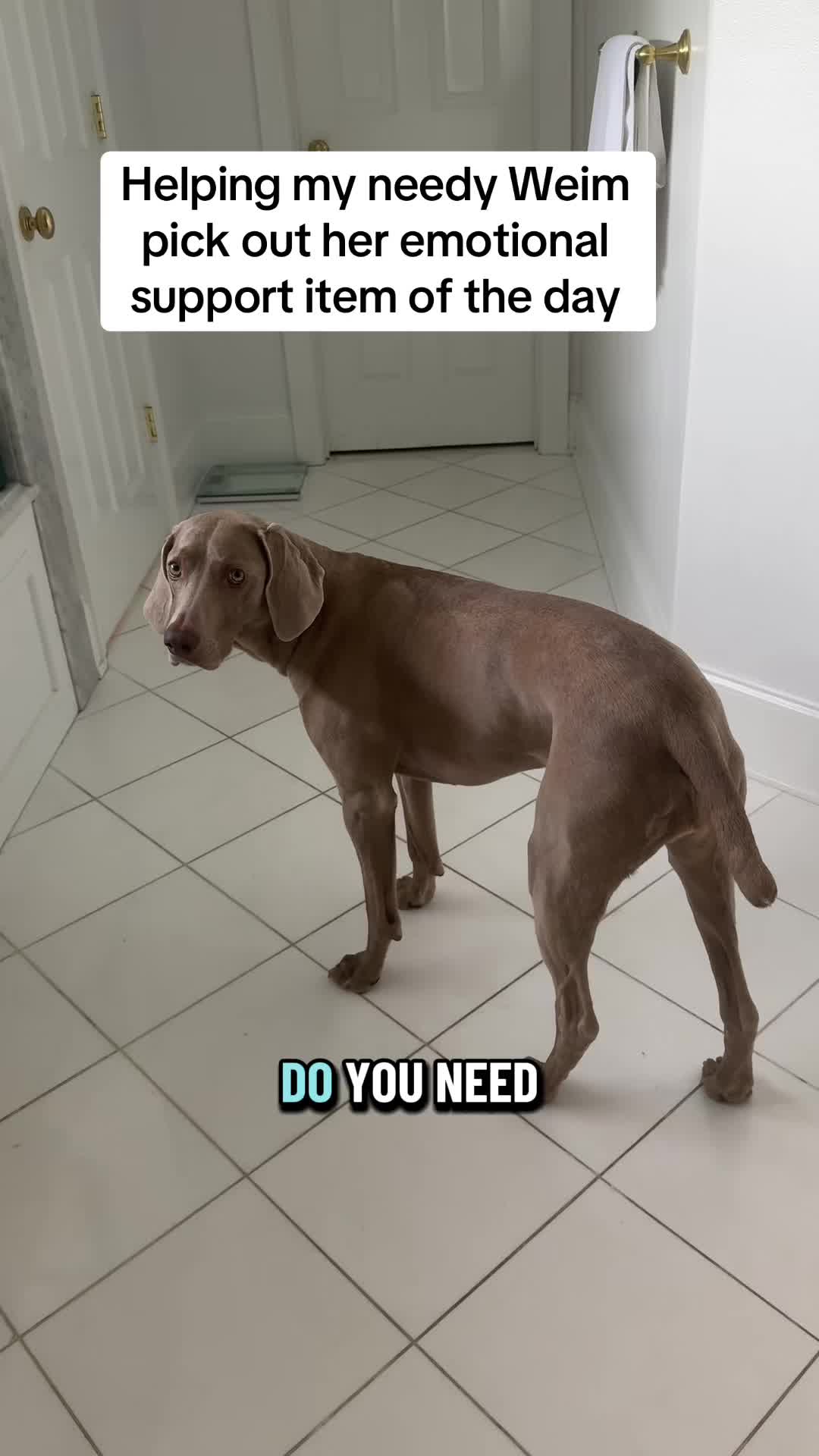 @Zoey the Weim