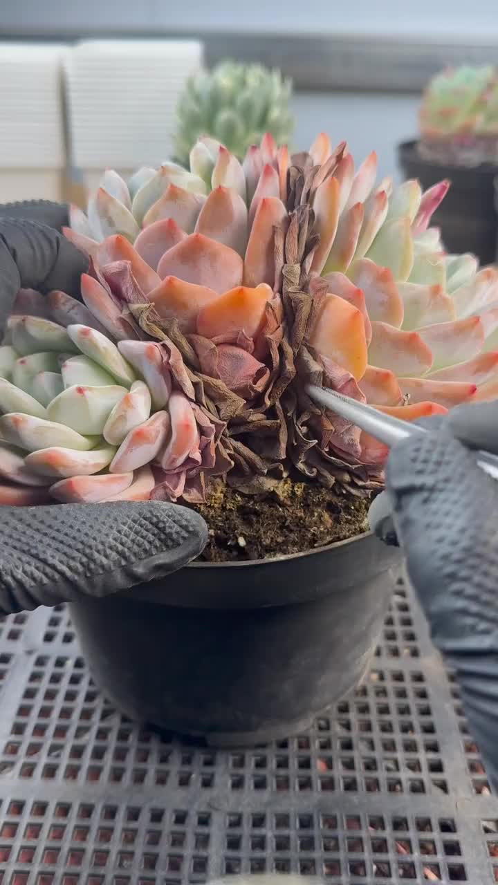 @LushSuccs