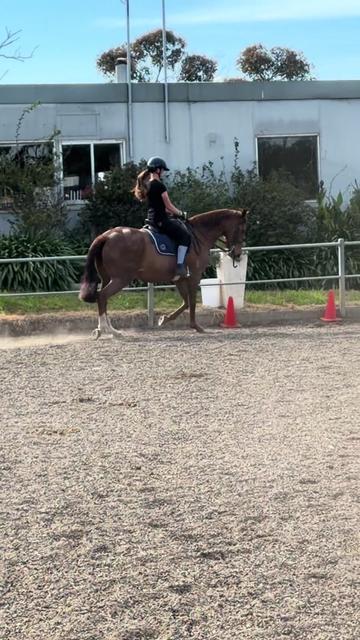 @🖤 Savs ponies🤍