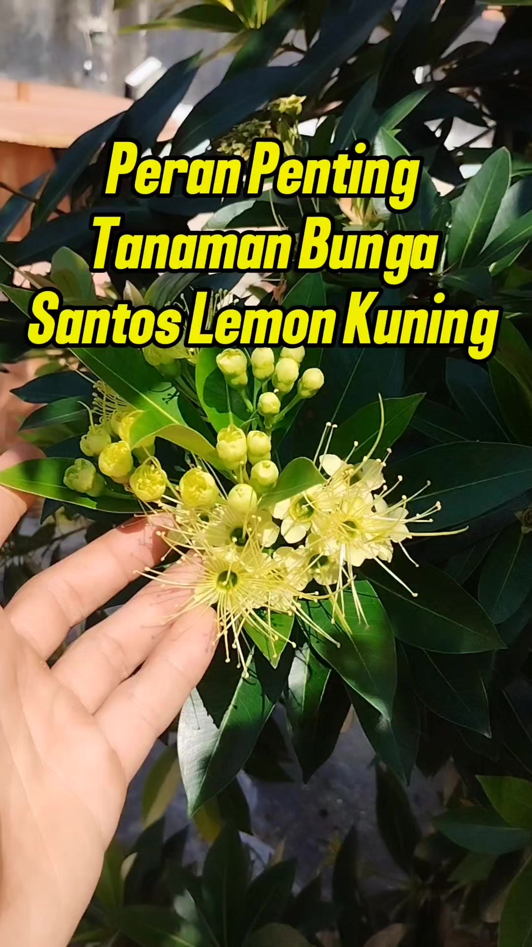 @Bukit Farming