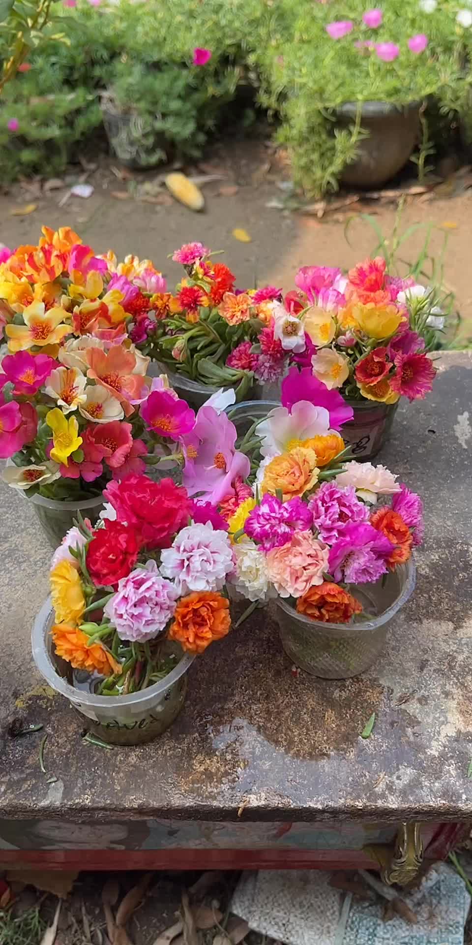 @Xeema_Nursery