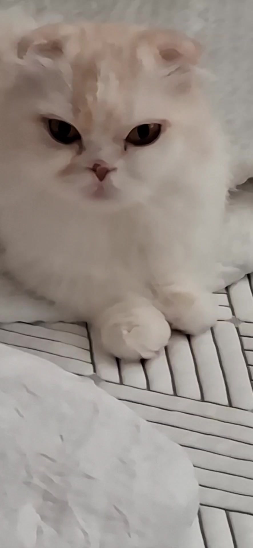 @👑마린블루J