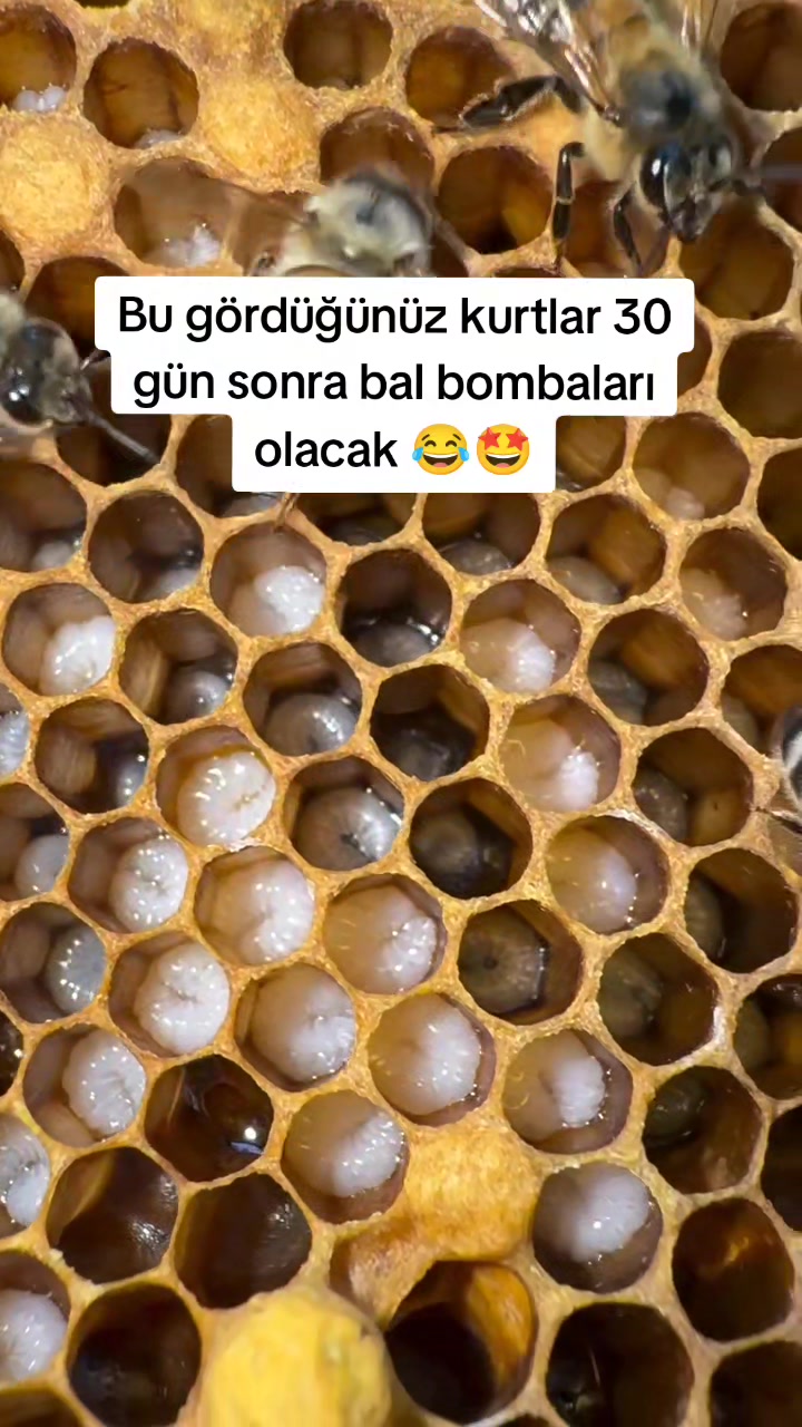 @Doğan Arıcılık 🐝