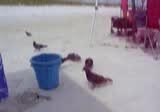 @Scrappy doo found de