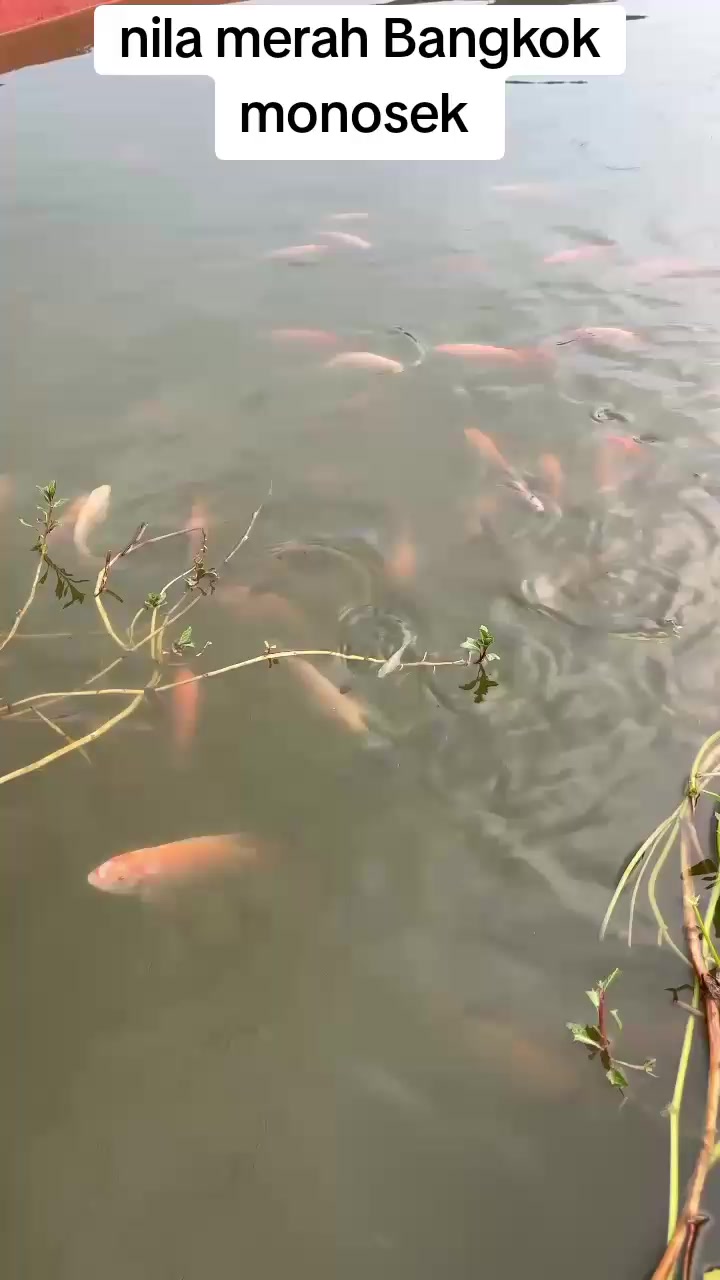 @afdhal koi farm