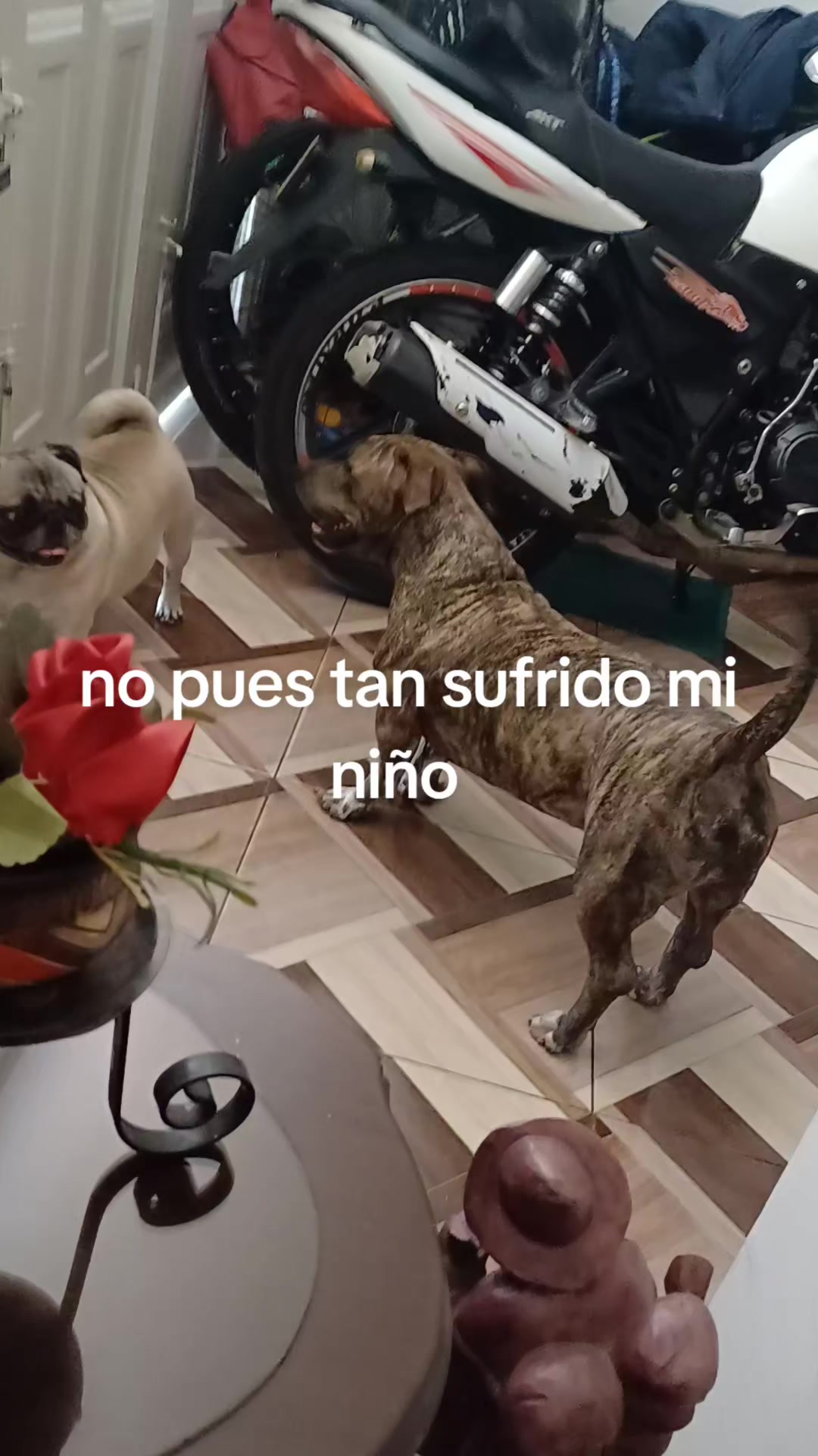 @dulce luna