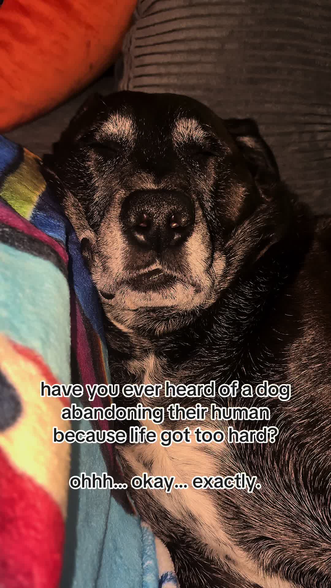 @kai•thedogmother🐾