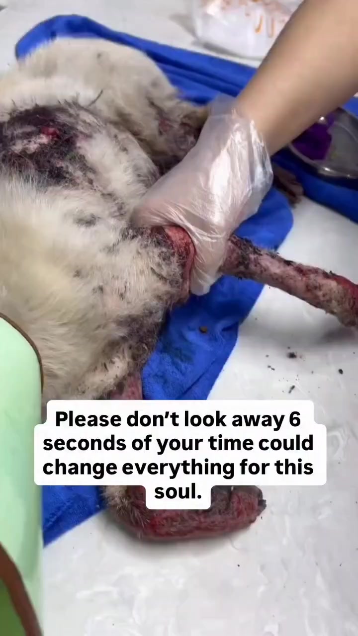 @NewLeashOnLifeRescue