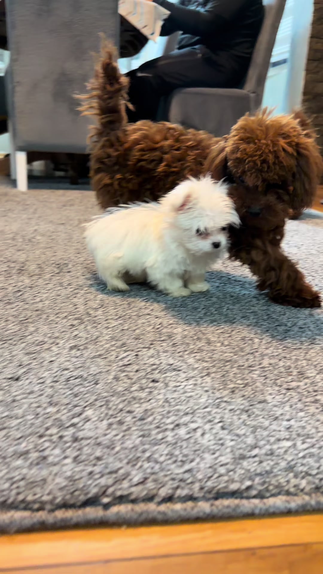 @RED_POODLE_KING