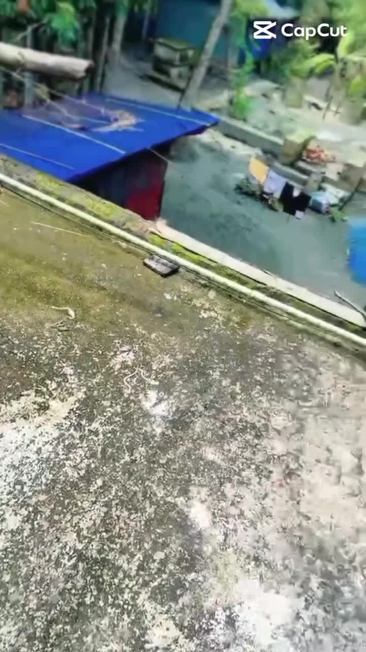 @🕊️ it's m&egrave; R&icirc;p&agrave;🕊️