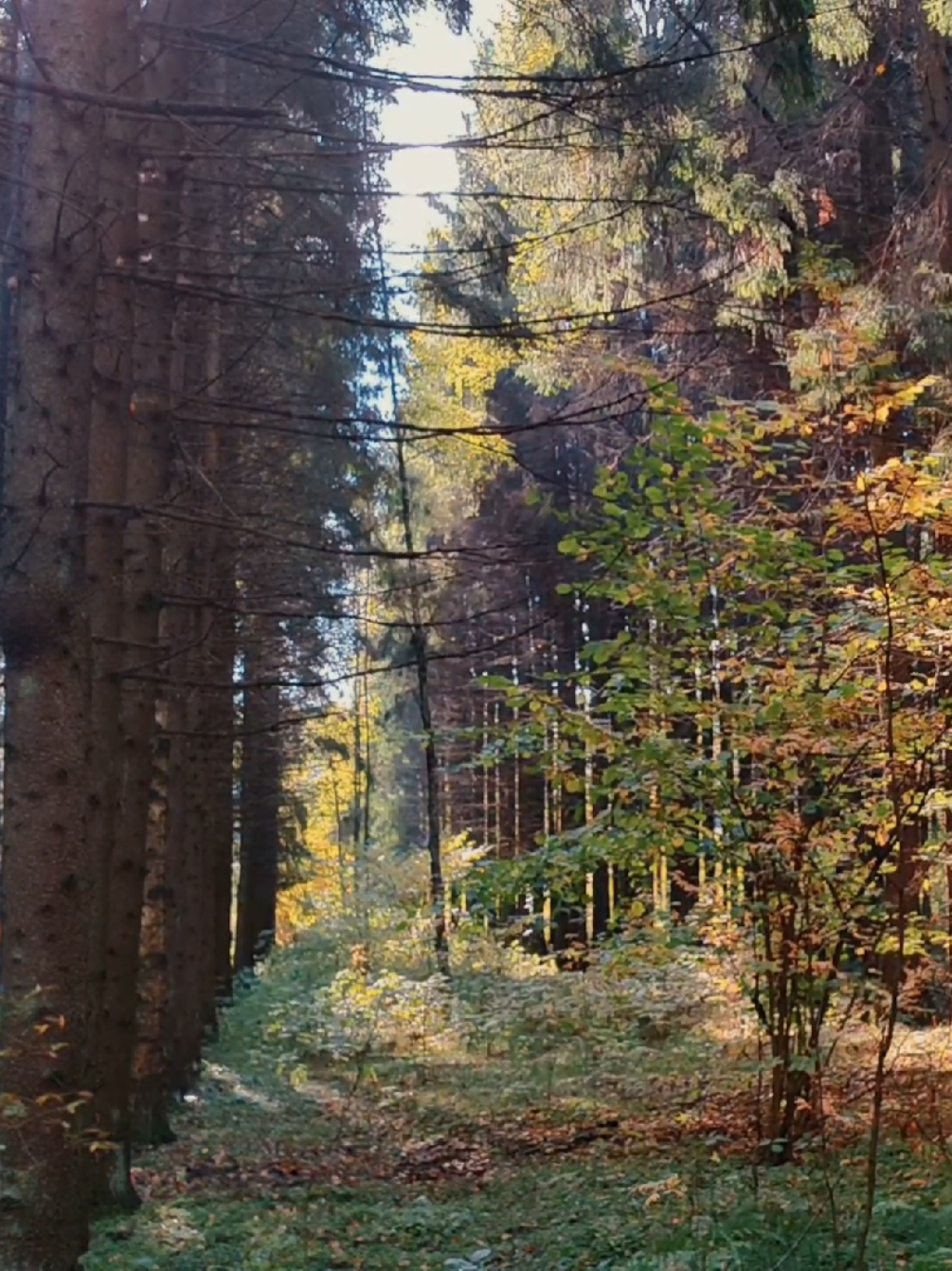 @khvoyny🌲