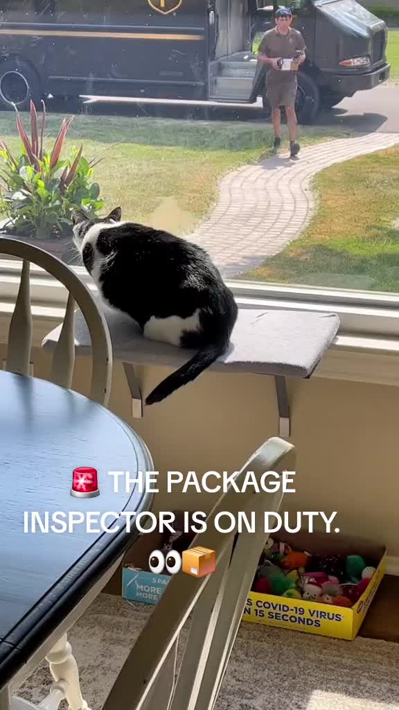 @Cat Verdict