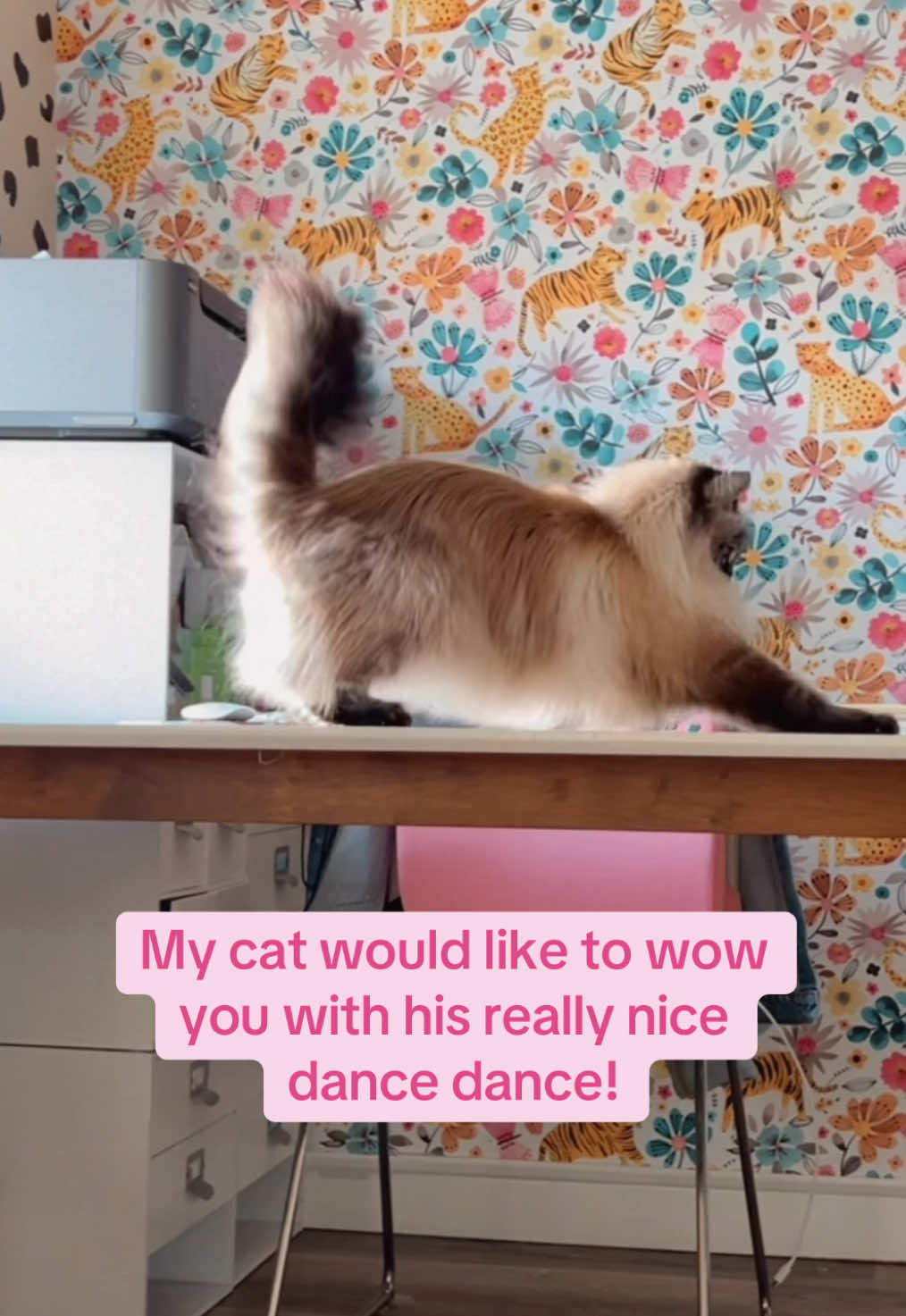 @My Cat Is People 🇨🇦