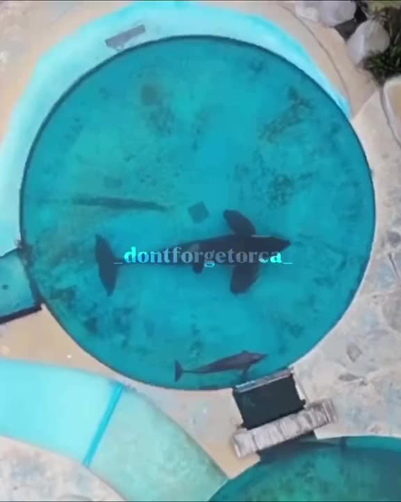 @_dontforgetorca_