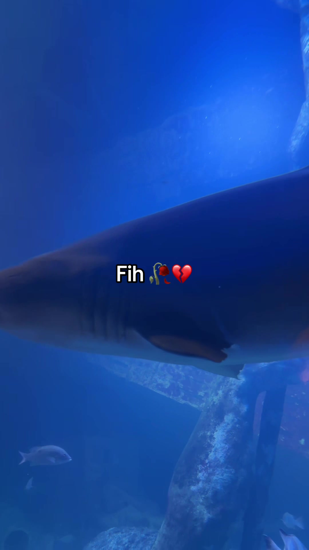 @ੈ✩‧₊˚ 🦈Rebecca💿 ੈ✩‧₊˚