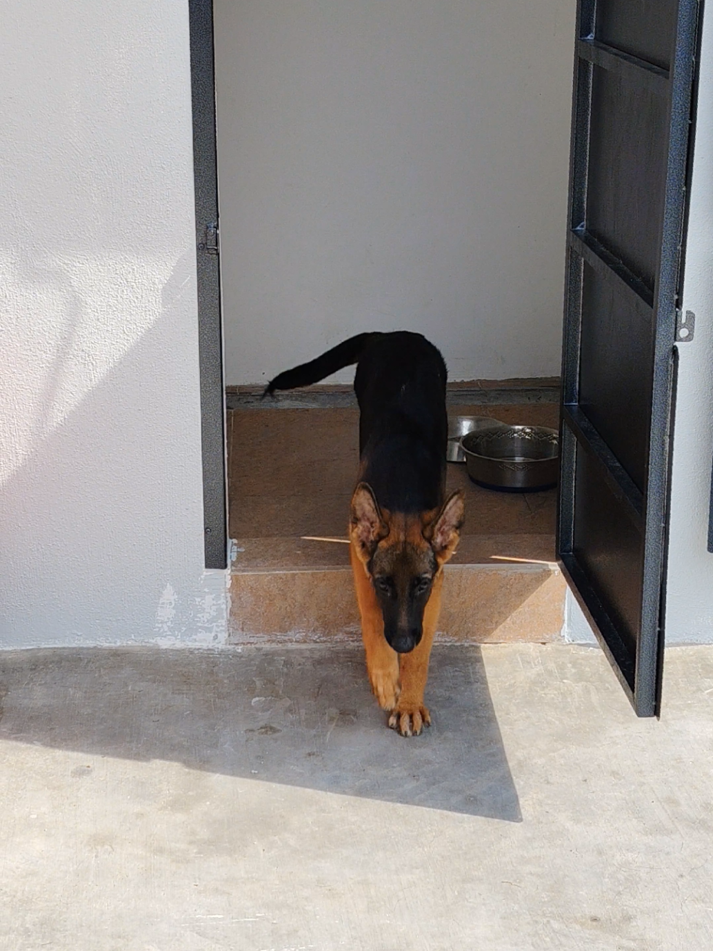 @Bamboozler kennel