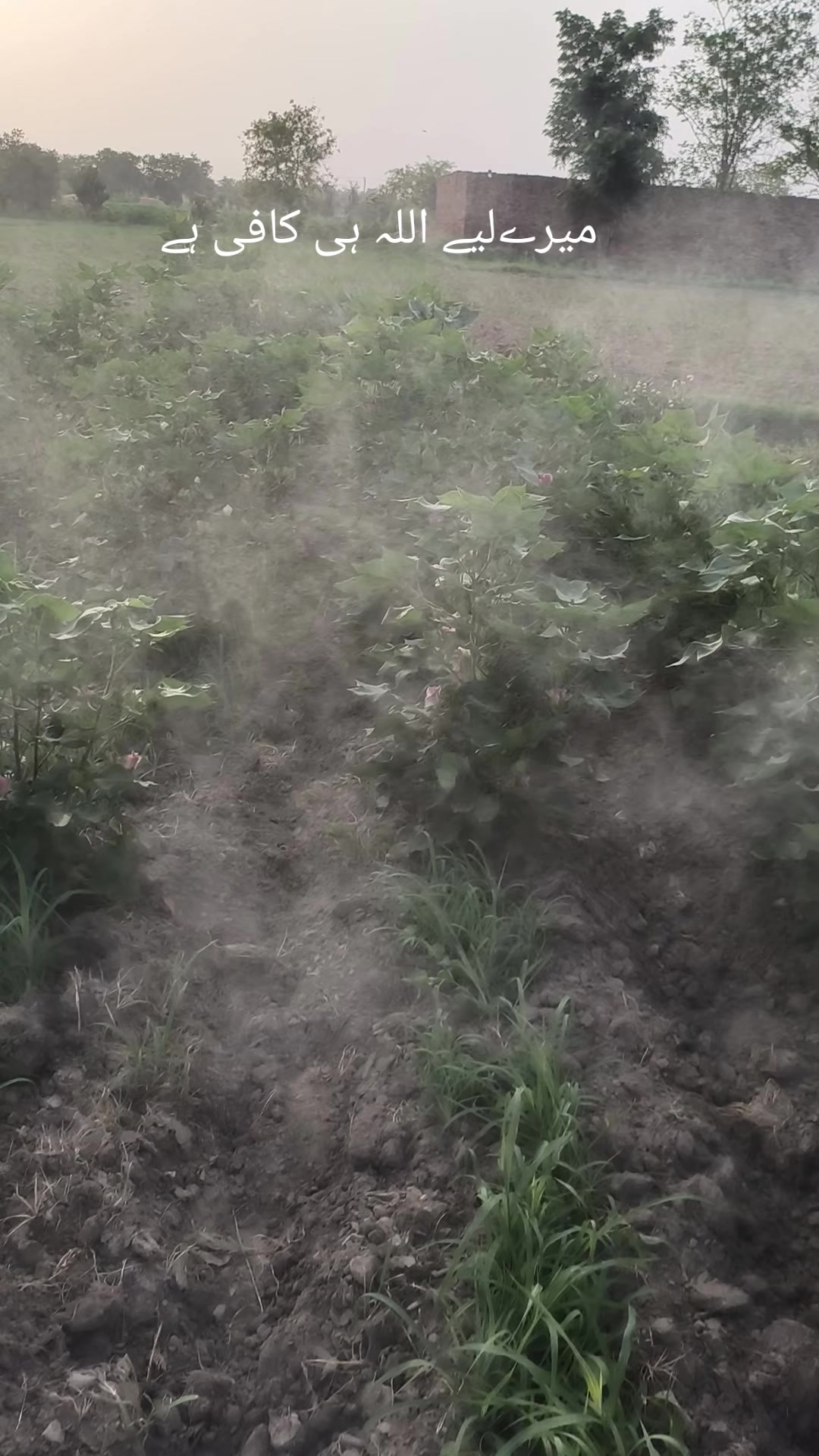 @Mr.Tori.Farming (pathologist)