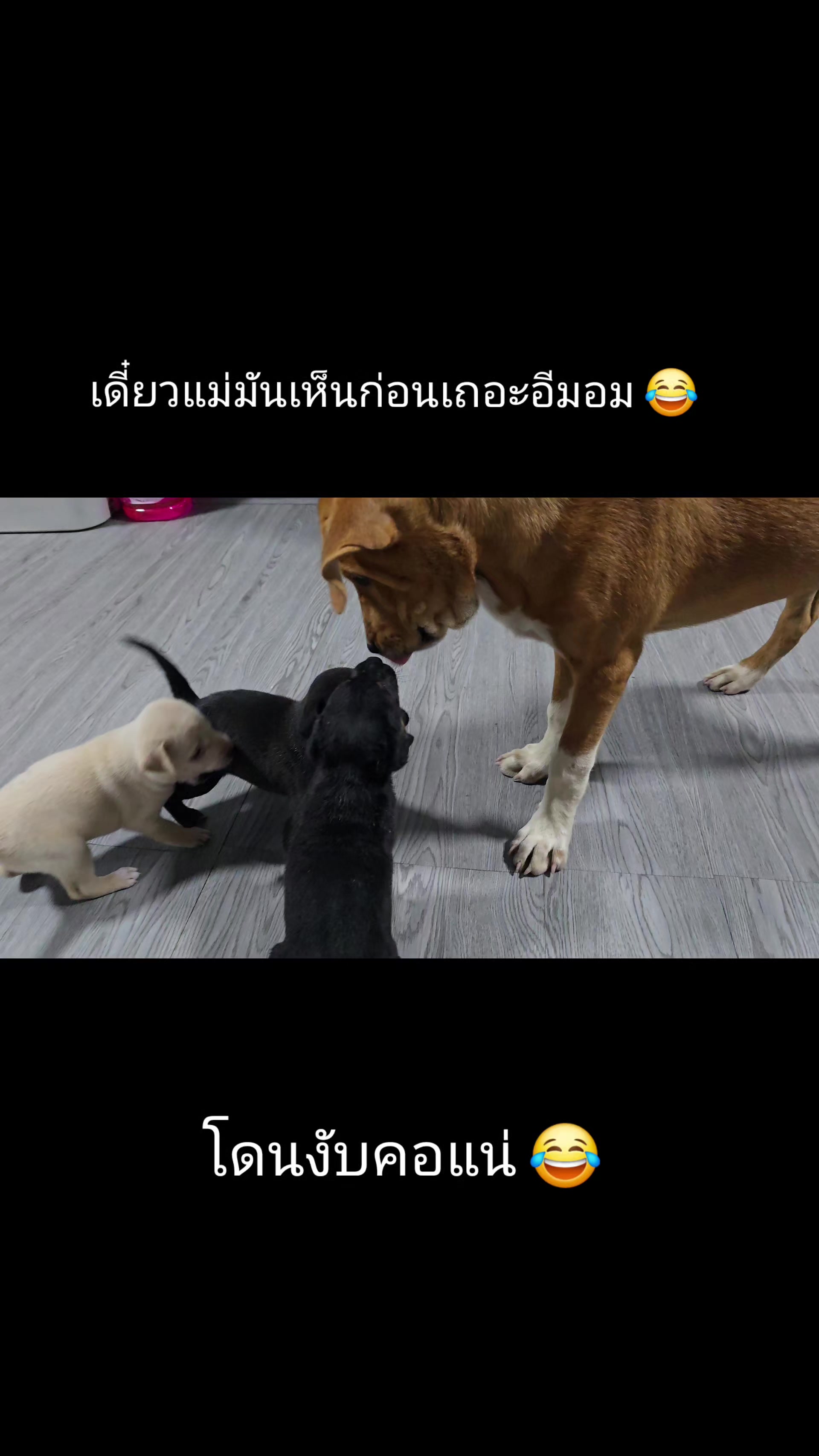 @อาร์ม วุฒิกร