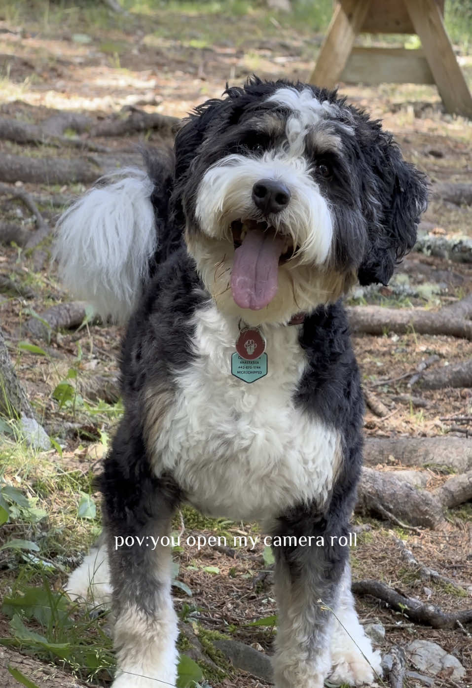 @PuppyPoppyfamily