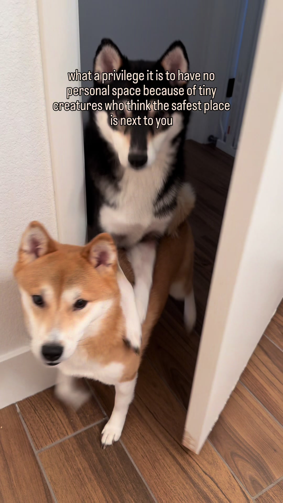 @Flock of Shibas 🐕🐕🐕