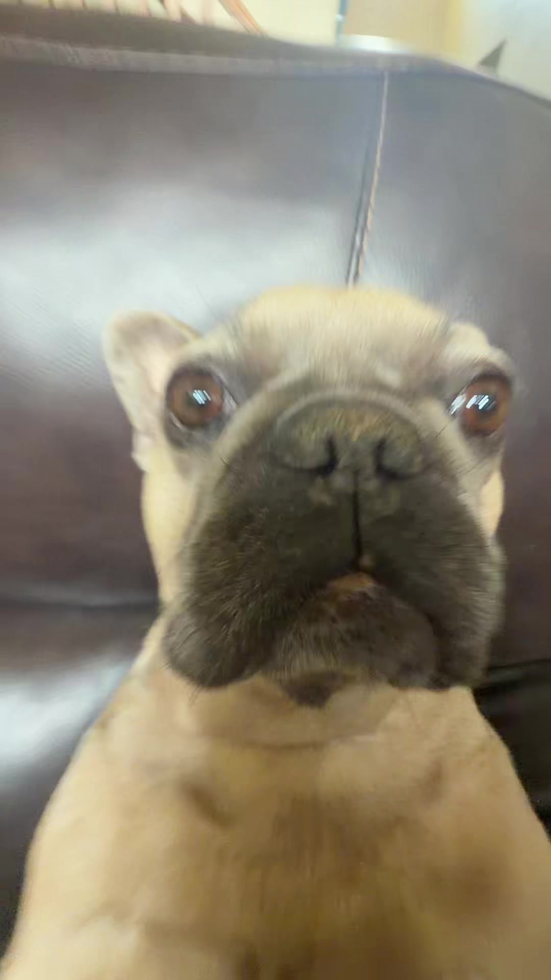 @bentleytheg0at