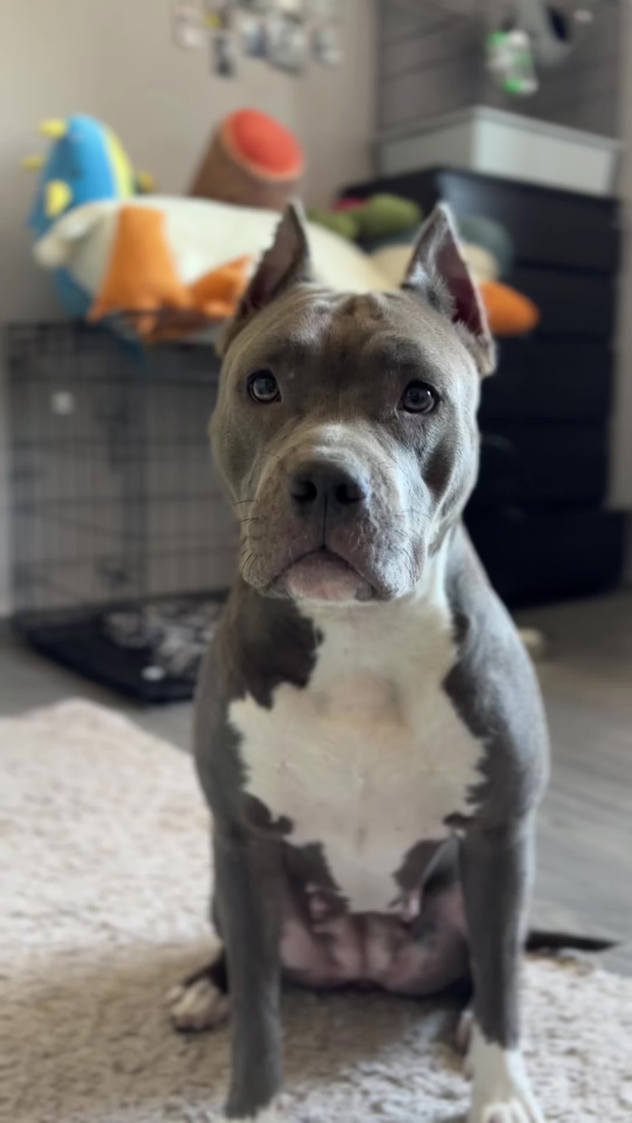 @🐶зᴧой ᴀʍᴄᴛᴀɸɸ⛓️💥