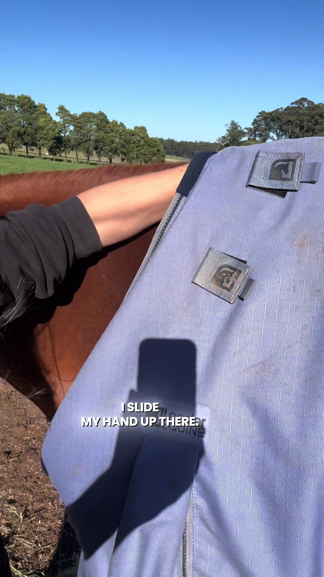 @Leader Equine