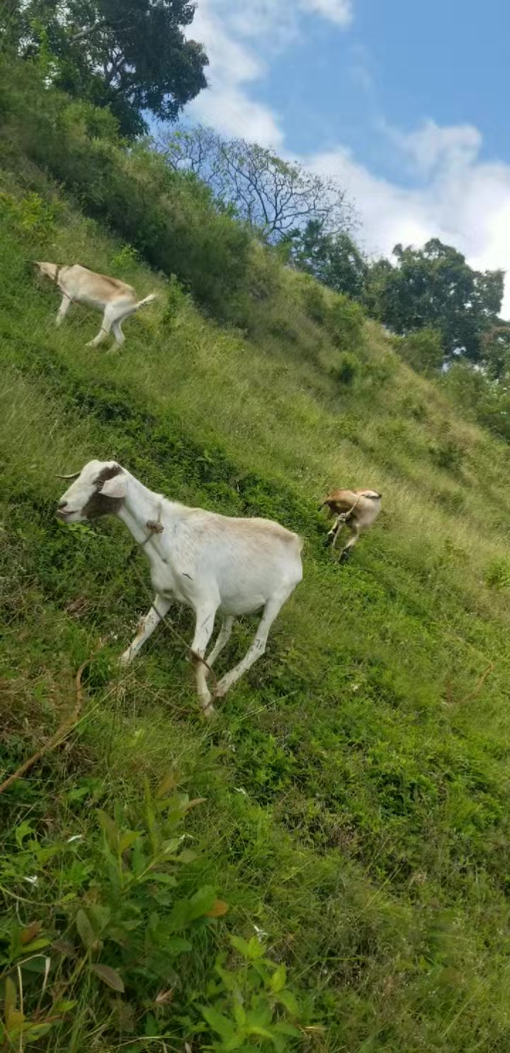 @Goat Ranch