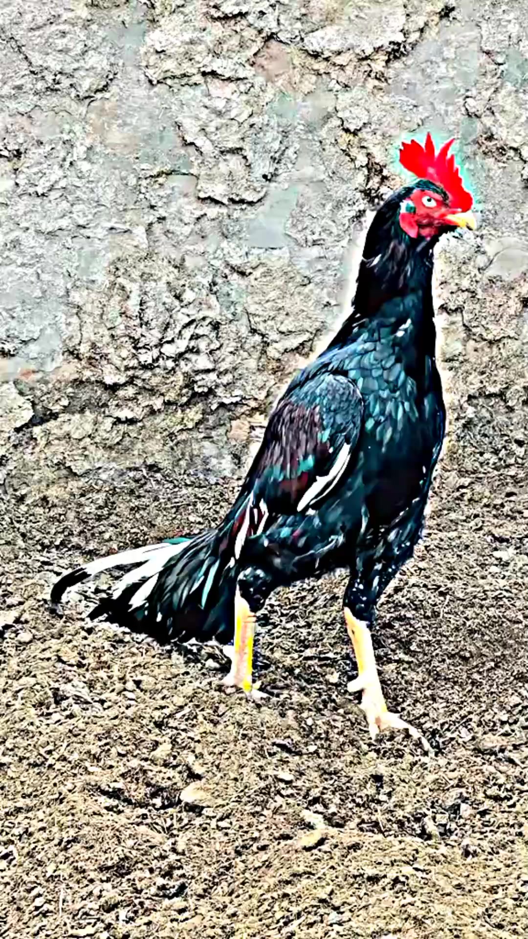 @شــوق 🔥